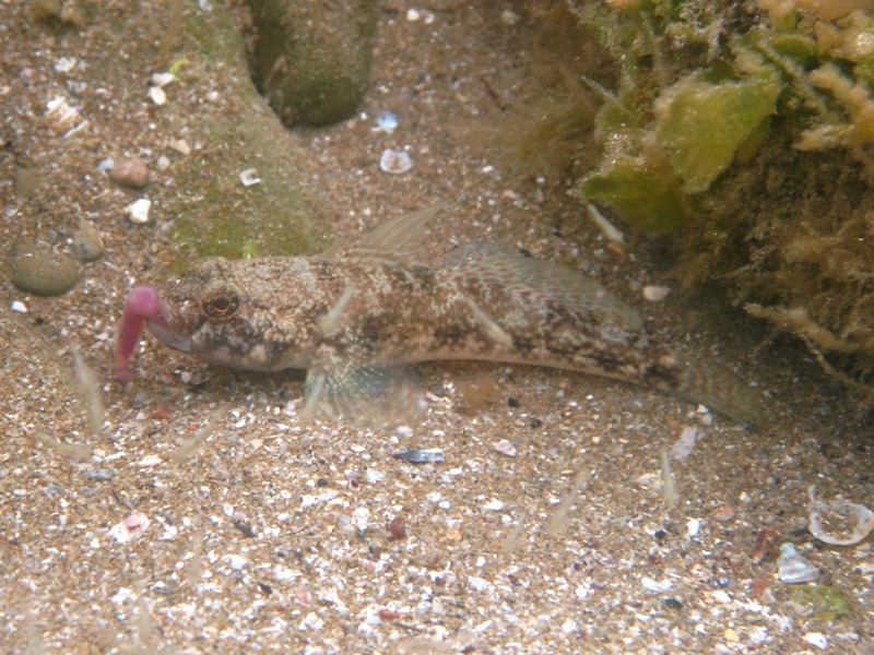 Gobius niger